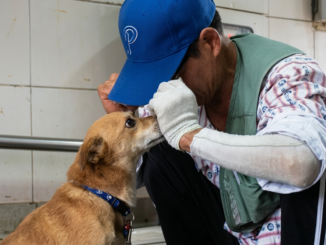 Dog Waits for Owner After Fire Destroys Their Home — Oscar’s Heartbreaking Story