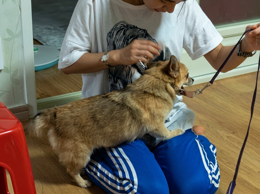 **After Being Neutered, This Jealous Dog Scolded His Owner’s Wife for Six Months**