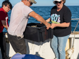 Kitten Rescued at Sea After Hours Alone in the Ocean