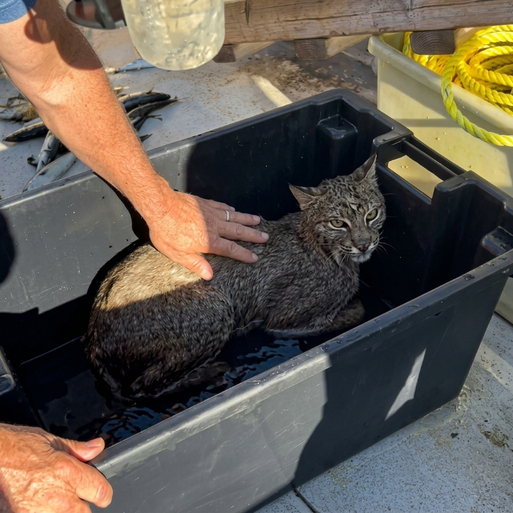 Kitten Rescued at Sea After Hours Alone in the Ocean