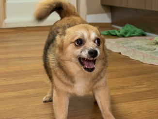 After Being Neutered, This Jealous Dog Scolded His Owner’s Wife for Six Months