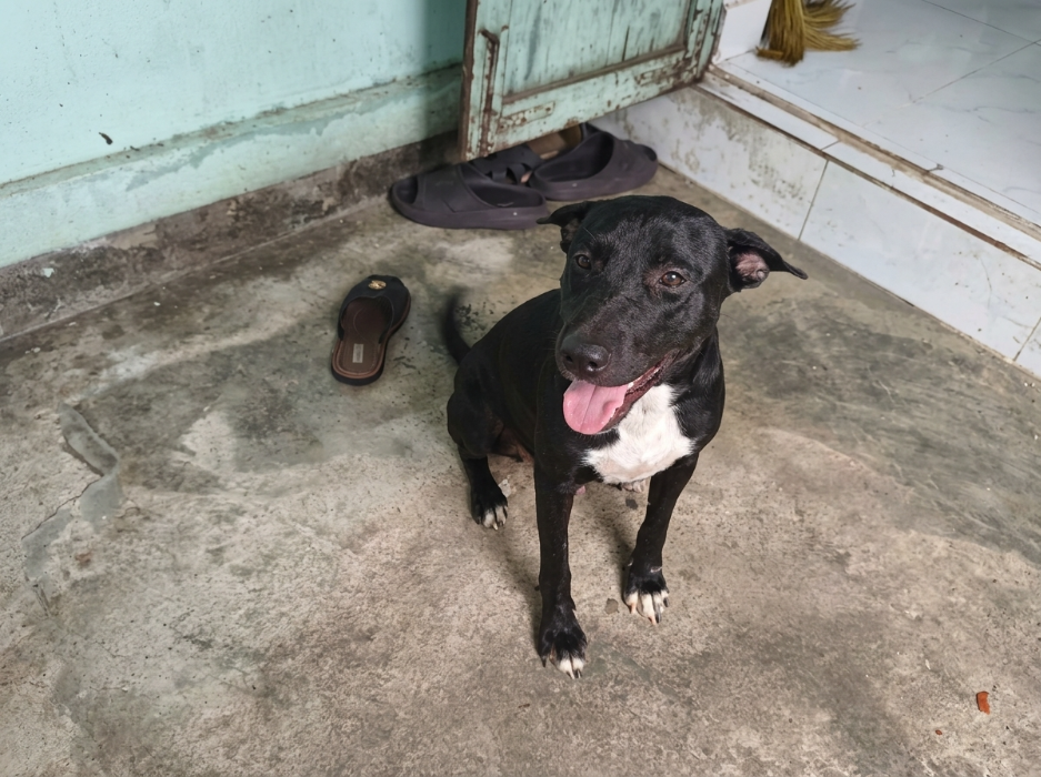 Dog Refuses to Leave Lost Boy, Staying by His Side for 18 Hours in Vietnam
