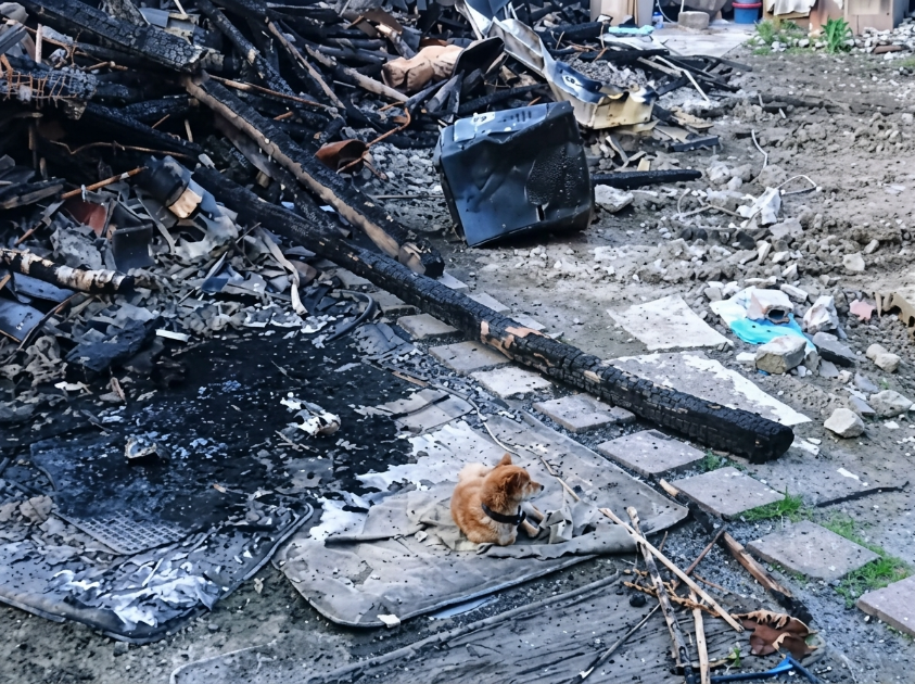 Dog Waits for Owner After Fire Destroys Their Home — Oscar’s Heartbreaking Story