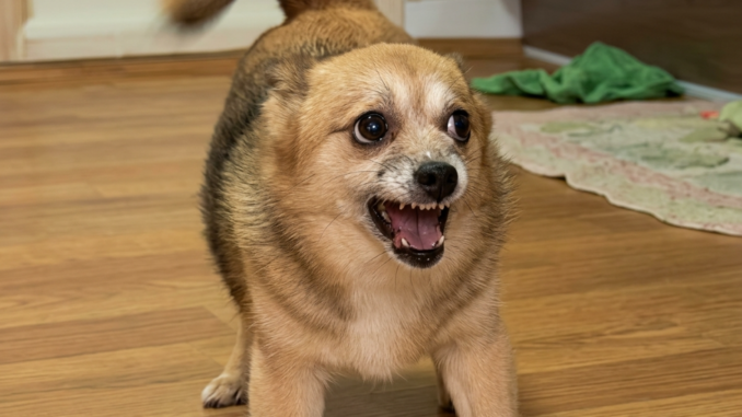 After Being Neutered, This Jealous Dog Scolded His Owner’s Wife for Six Months