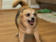 After Being Neutered, This Jealous Dog Scolded His Owner’s Wife for Six Months