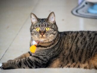 Why Are Cats So Easily Stressed?