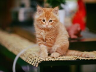 fun facts about cats